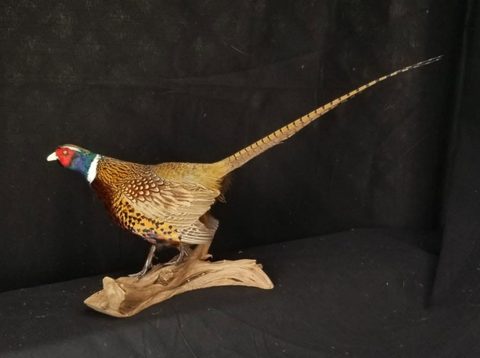 upland game bird taxidermy by Jason's Taxidermy