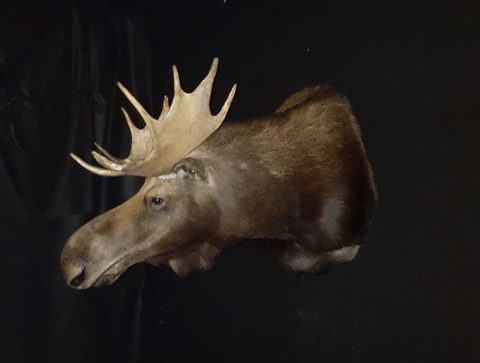 big game taxidermy by Jason's Taxidermy