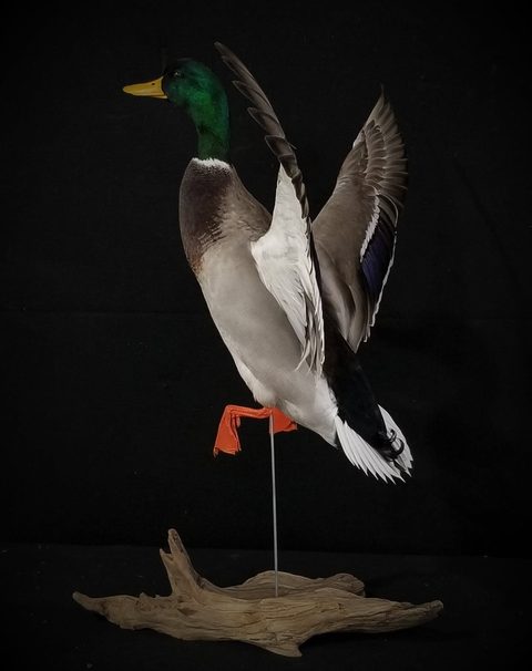 Mallard – Landing – waterfowl taxidermy by Jason's Taxidermy