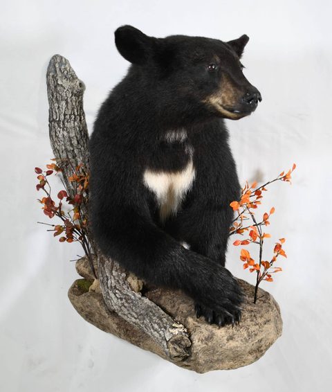 big game taxidermy by Jason's Taxidermy