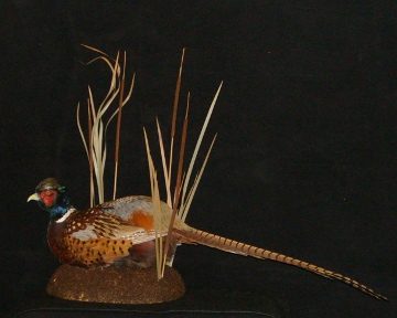 Ring-necked pheasant mount, item #4