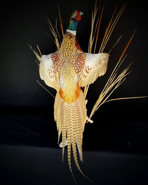 upland game bird taxidermy by Jason's Taxidermy