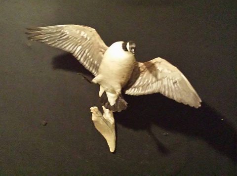 Goose – Flying – waterfowl taxidermy by Jason's Taxidermy