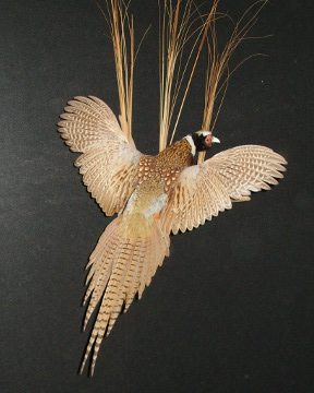 Ring-necked pheasant mount, item #31
