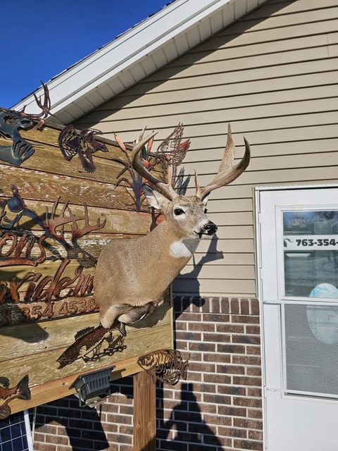 whitetail deer taxidermy by Jason's Taxidermy