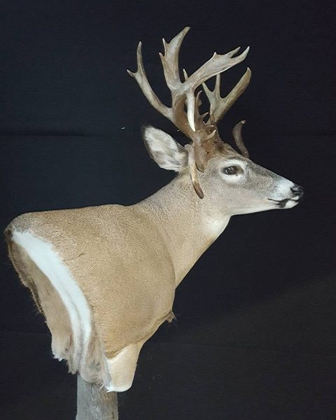 whitetail deer taxidermy by Jason's Taxidermy