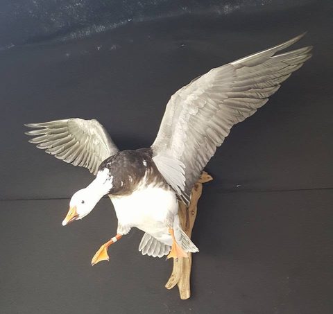 Blue Goose – Landing – waterfowl taxidermy by Jason's Taxidermy
