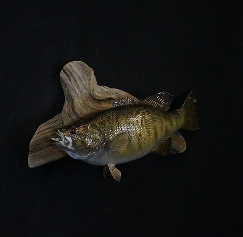 fish taxidermy by Jason's Taxidermy