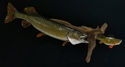 fish taxidermy by Jason's Taxidermy