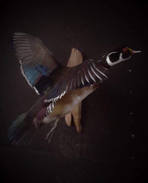 Wood Duck – Flying – waterfowl taxidermy by Jason's Taxidermy